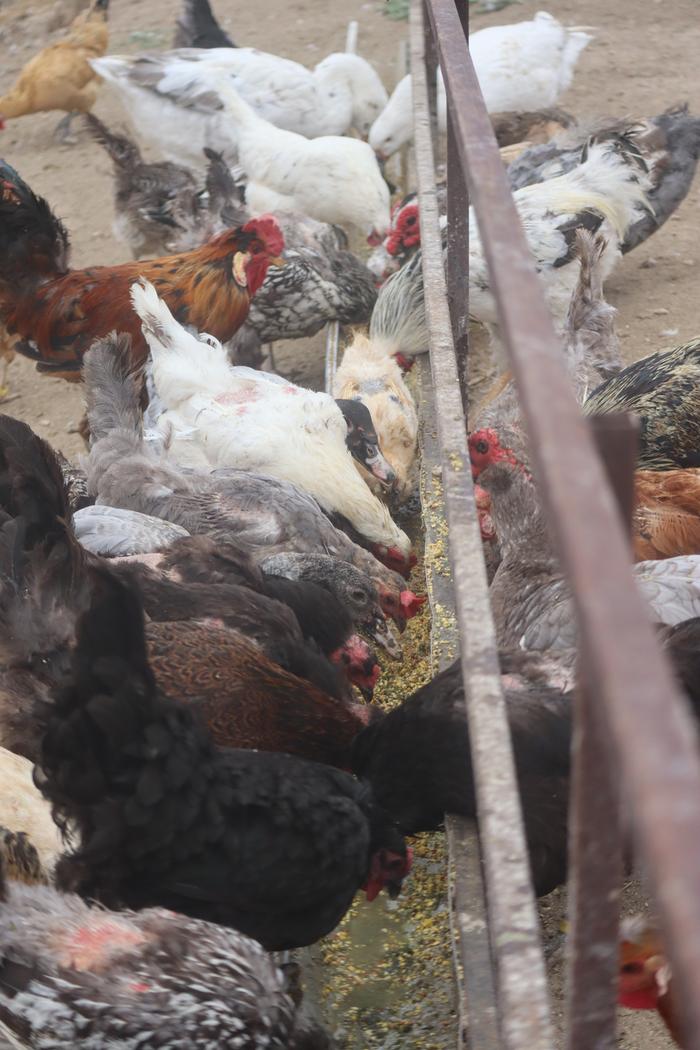 [Thumbnail for Chicken-feeder-idea.JPG]