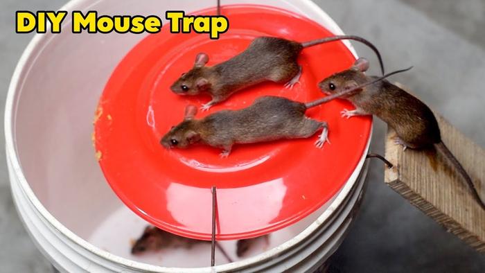 DIY rat trap