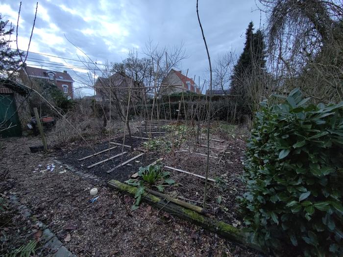 in the vegetable garden tomato poles are planted, fava beans are sown, autumn garlic and onions are sprouting