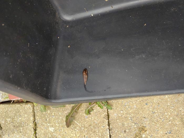 I placed planks on the growing areas to catch slugs, as the first Spanish slug has been spotted