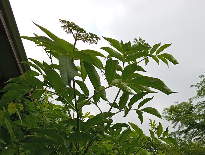 elderflower silhouetted against a white sky