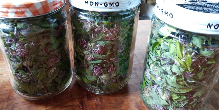 We've dehydrated three pints of red clover blossoms so far