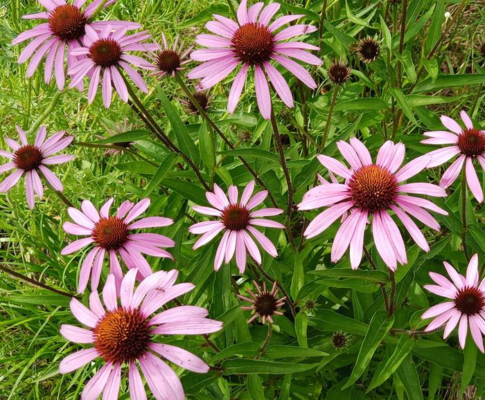 echinacea
