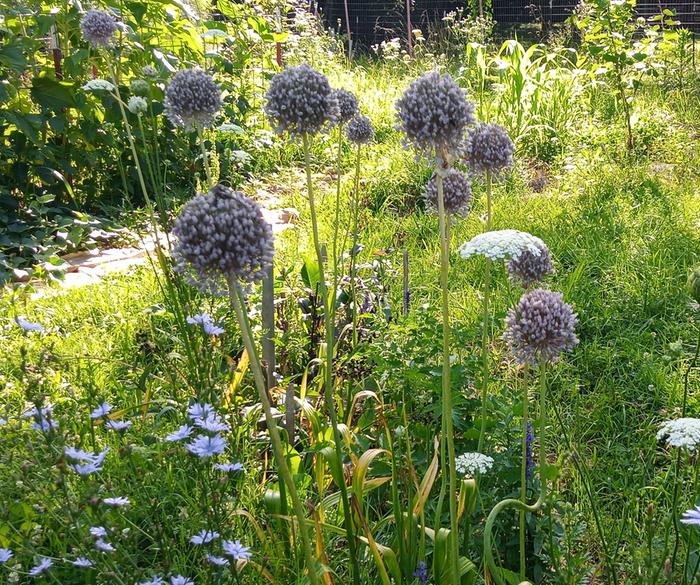 elephant garlic blooms
