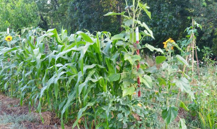 row of corn with polyculture of beans and sunflowers