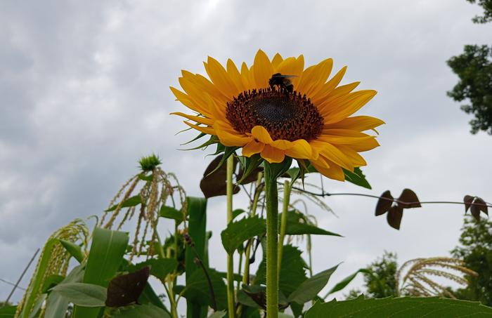 bee on sunflower with corn tassels and climbing beans