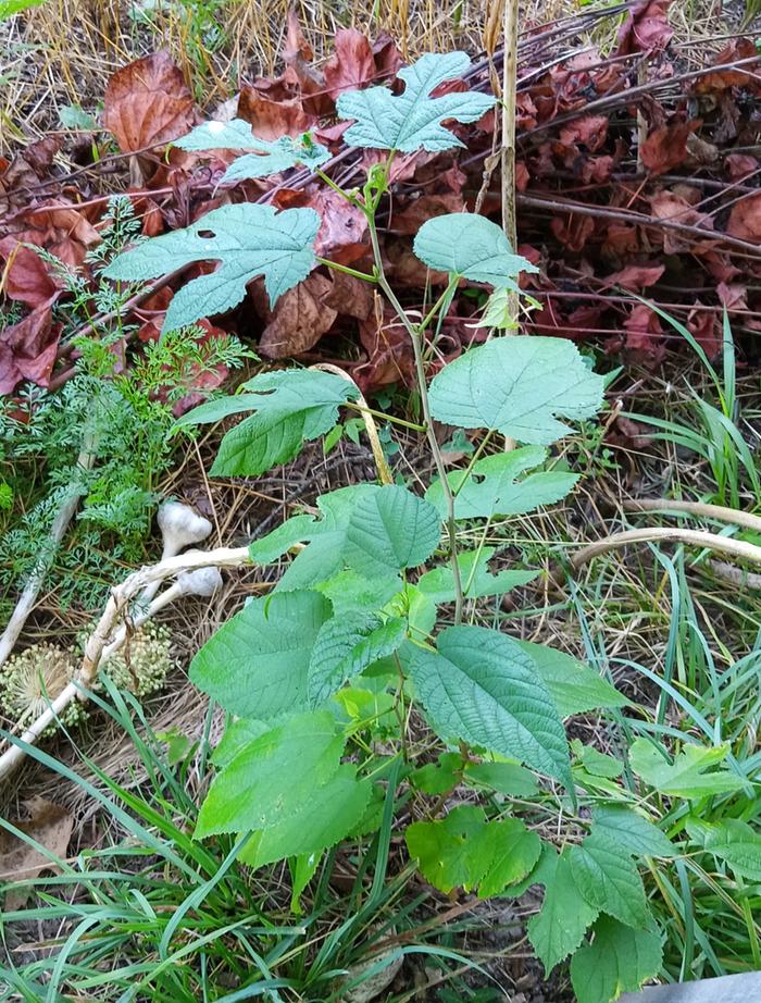 mulberry bush grown from seed