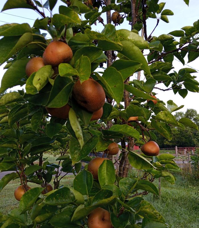 asian pear tree with fruit 