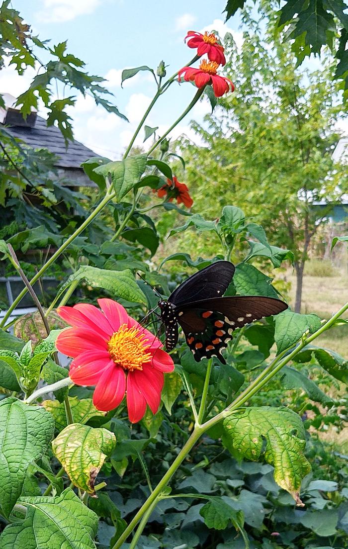tithonia bloom and pipevine butterfly