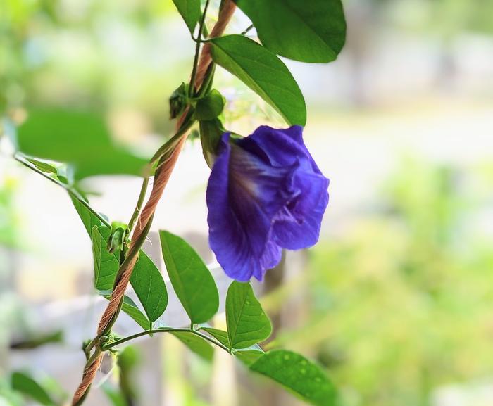 butterfly pea bloom