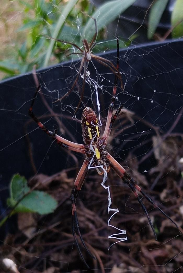 garden spider