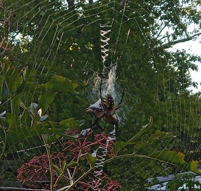 spider in elder bush with zigzag web