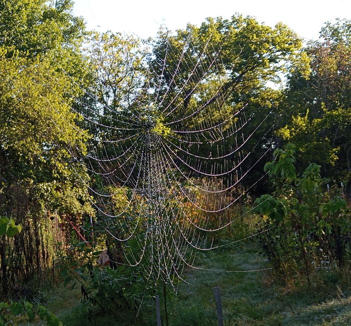 dew spangled spider's web in a green garden