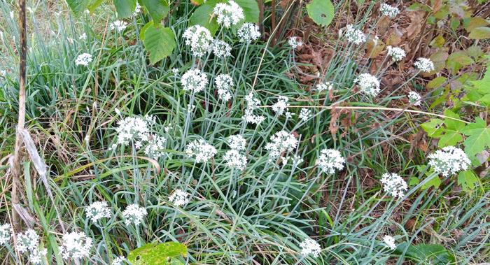 garlic chive blooms