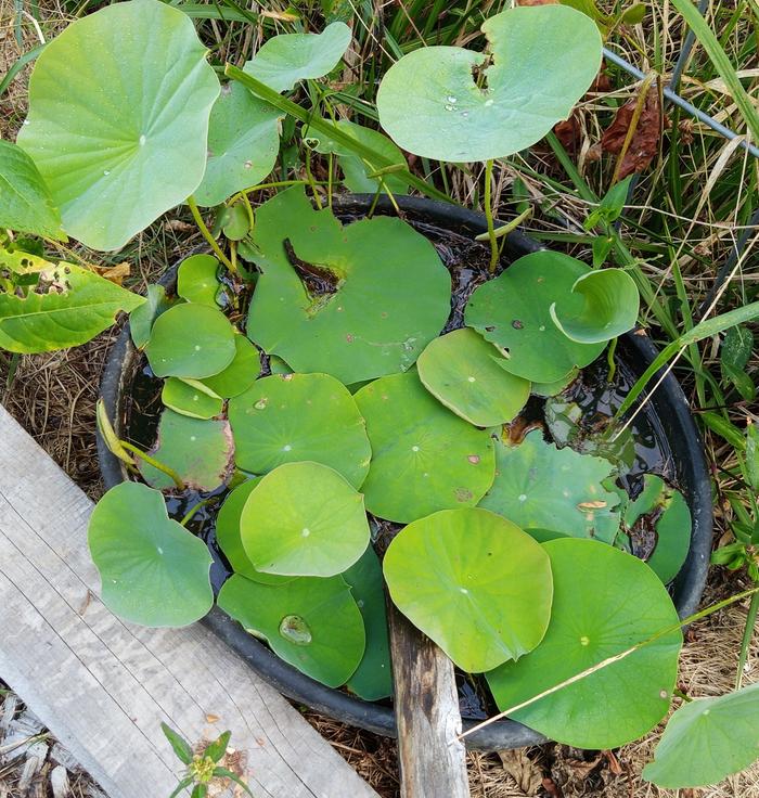 lotus pond filling in again after removing some!