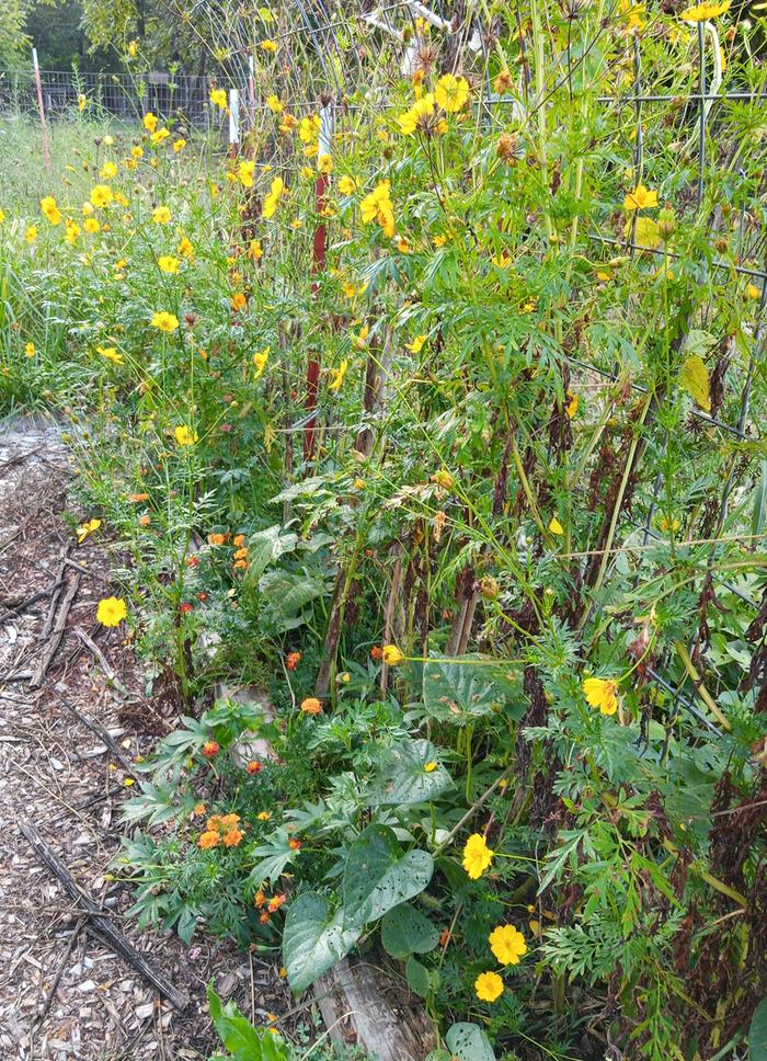 cosmos, tulsi, marigold, roaming sweet potatoes
