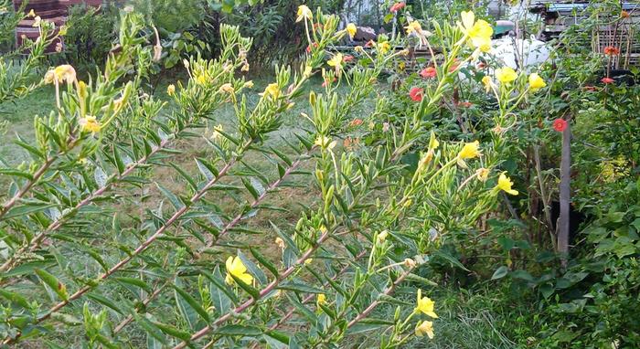 evening promrose