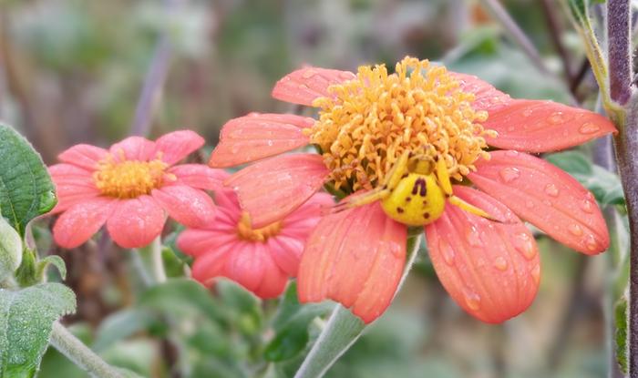 crab spider camouflaged on a red and yellow flower