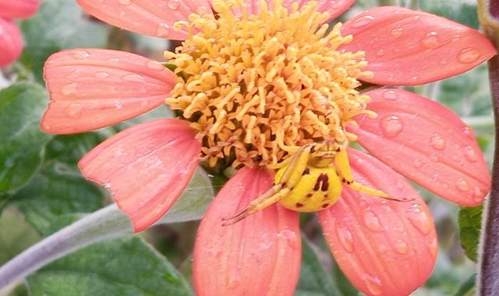 crab spider waiting in ambush on a flower