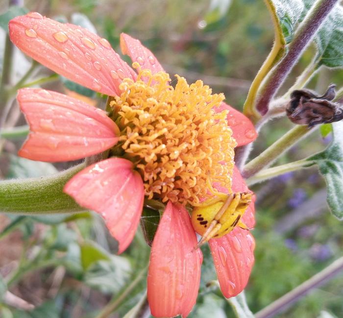 crab spider