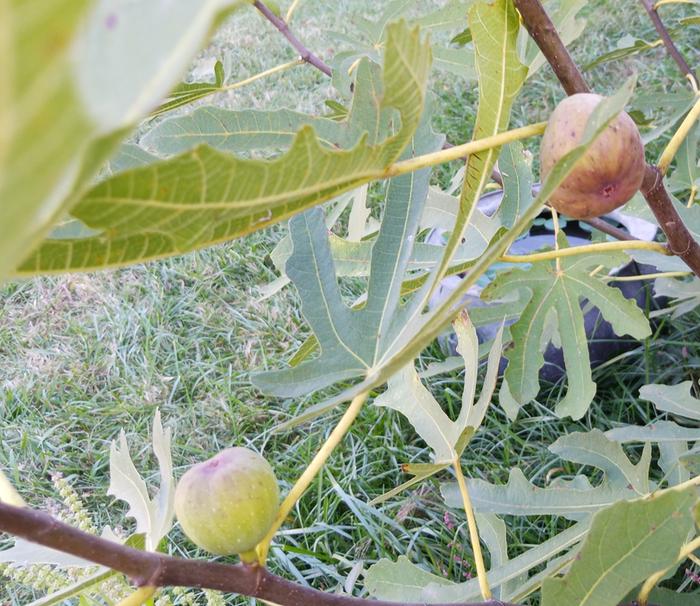 texas pink dawn fig