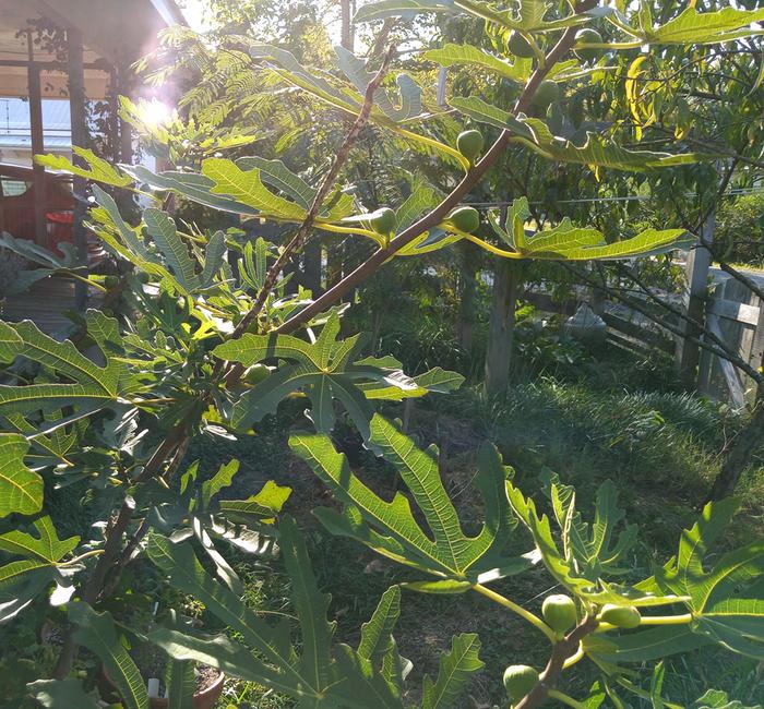 texas pink dawn fig