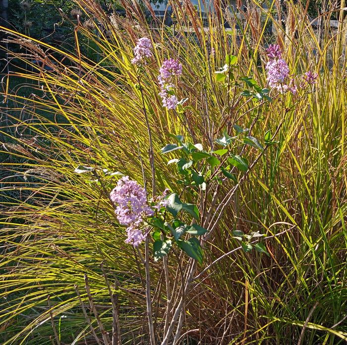 lilac bloom in october