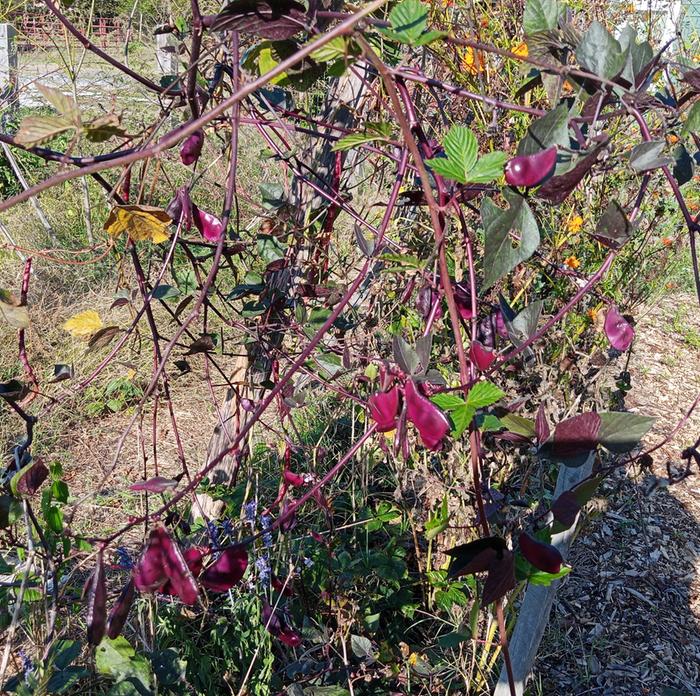hyacinth bean pods