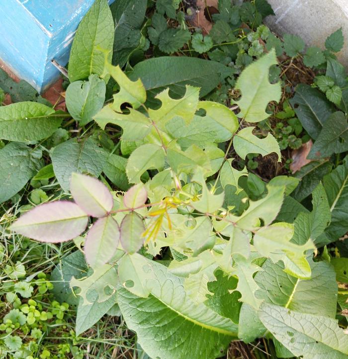 new growth on rose with distinctive bug chomps