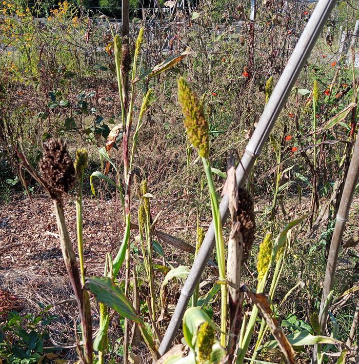broom corn?