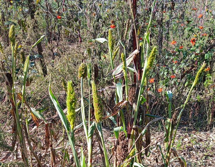 broom corn?
