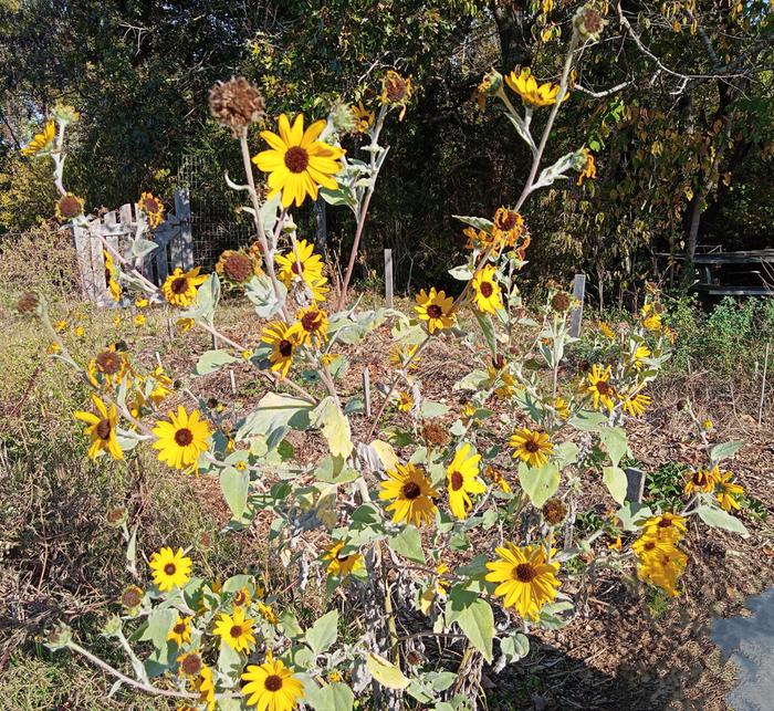 sunflowers from GTS seed mix