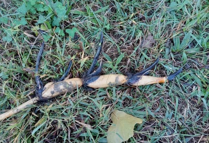 Lotus rhizomes 