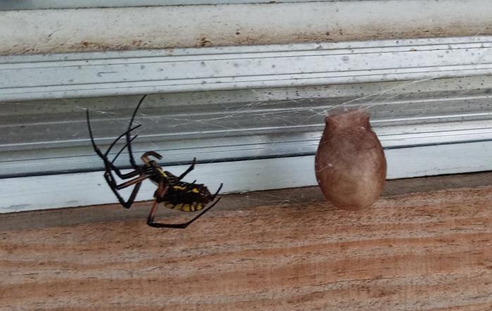 Argiope aurantia and egg case