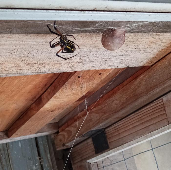 Argiope aurantia and egg case