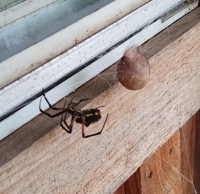 Argiope aurantia and egg case