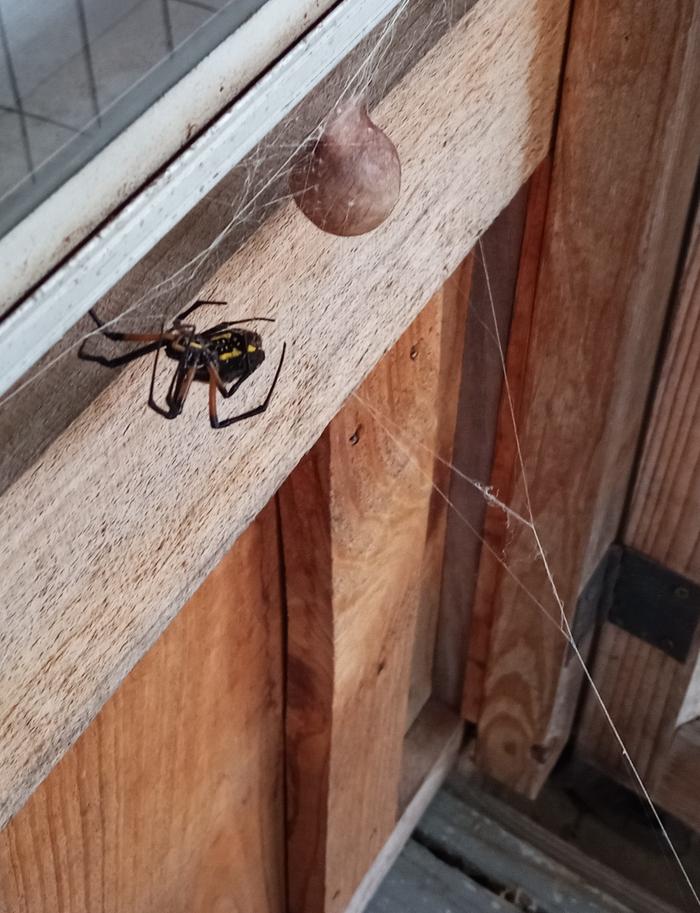 Argiope aurantia and egg case