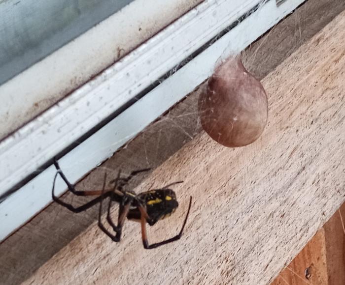 Argiope aurantia and egg case