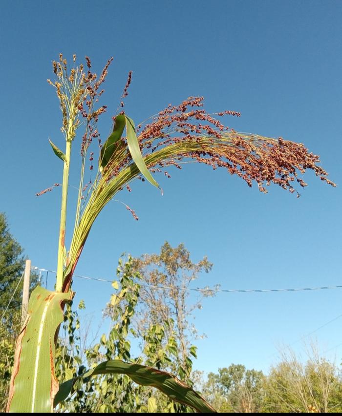 Main brush is of better quality. Secondary growth not desirable 