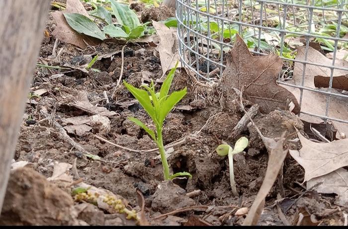Indian blood seedling