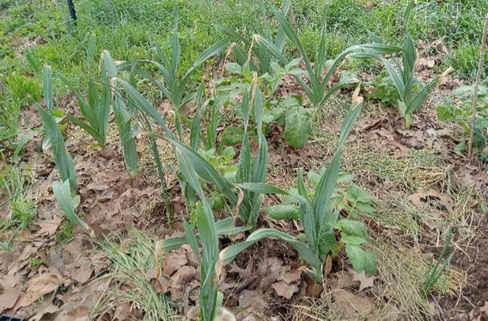 Overwintered elephant garlic