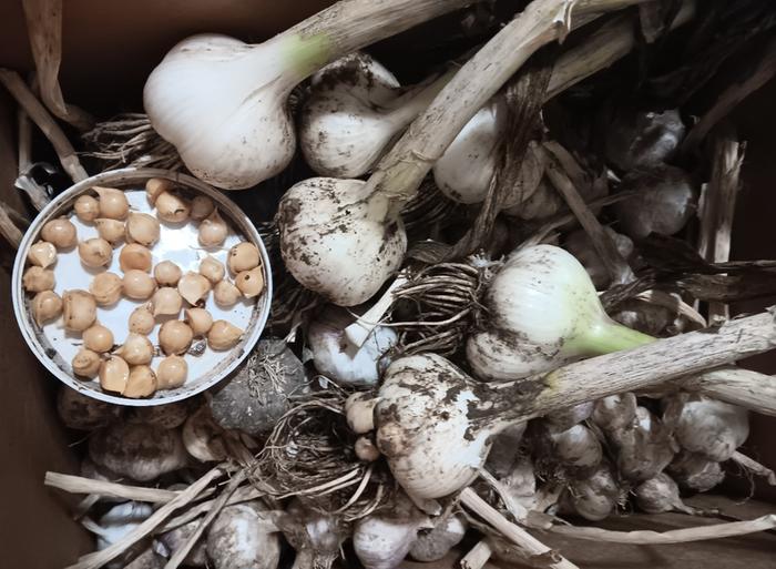 Elephant garlic