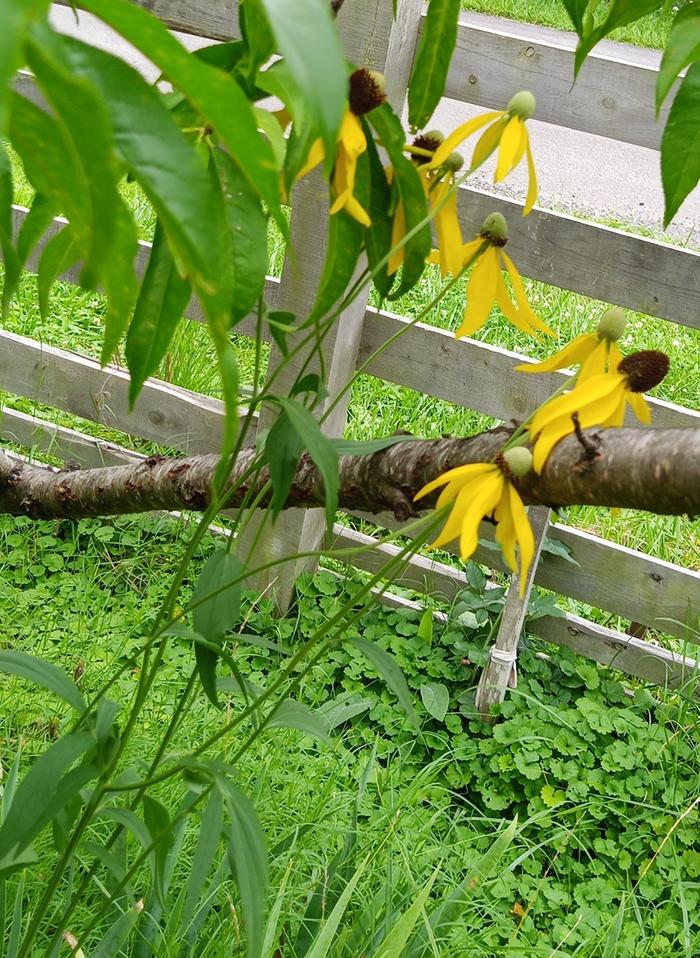 coneflower under peach tree 