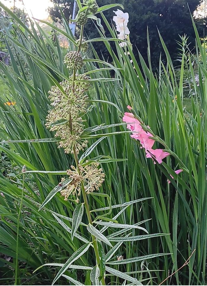 Tall green milkweed 