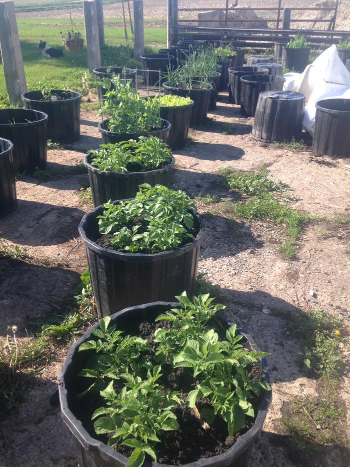 Beginning or a row of pots