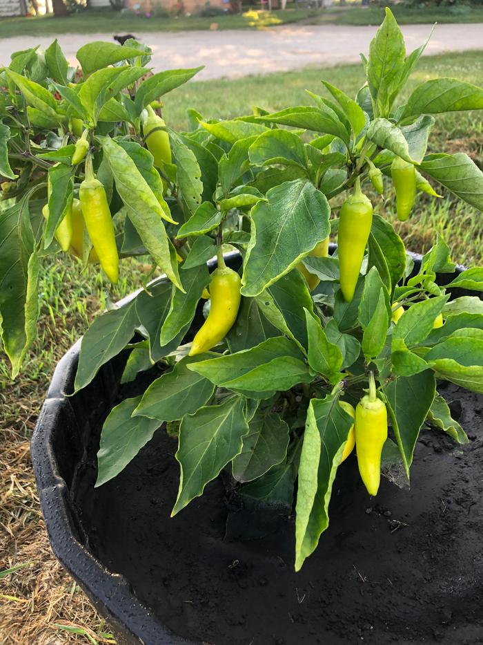 Unsupported Peppers ready for mulch
