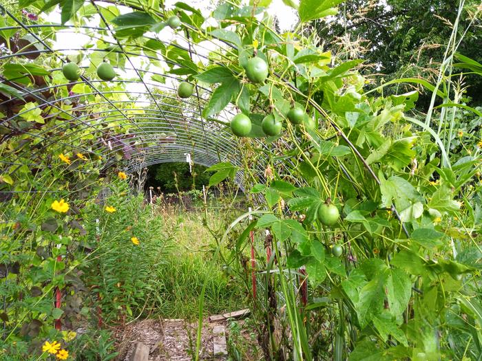 passionflower vine with fruit on hoop house