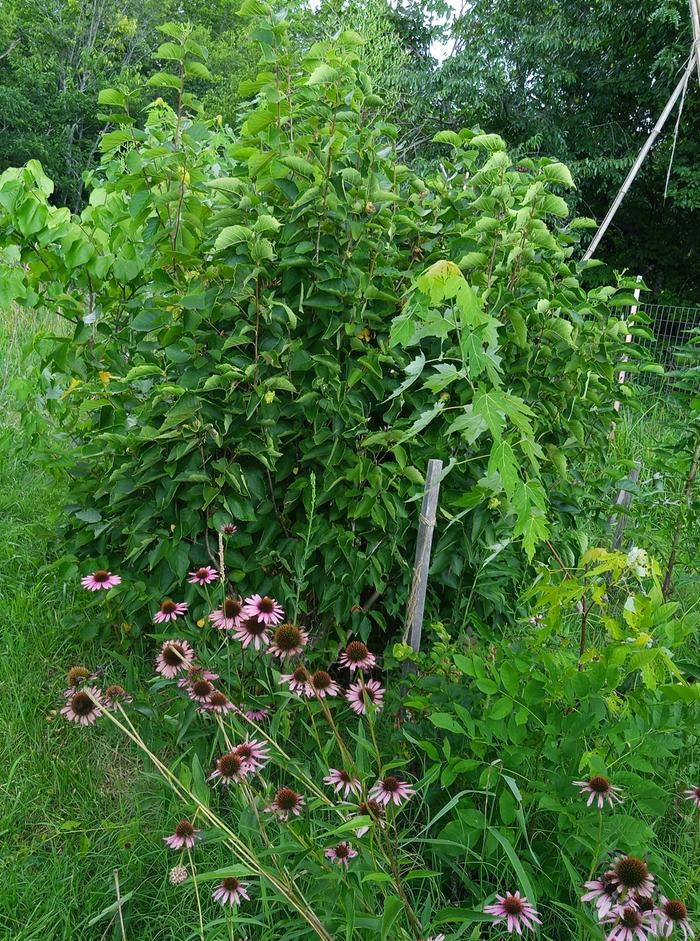 hazelnut bushes, echinacea, redbud, maple, rosa ragosa