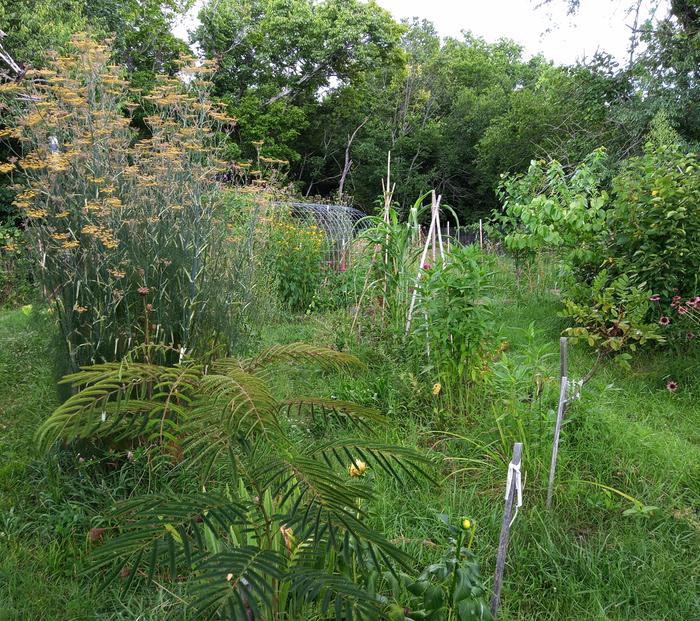 young mimosa, blooming bronze fennel,sunchokes, etc,etc,etc