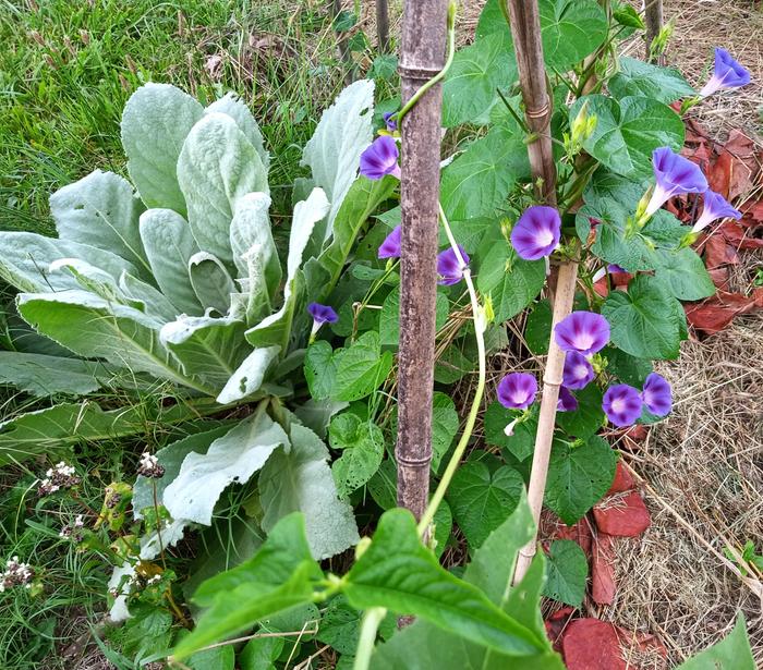 mullien , morning glory